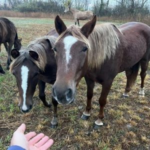 Horses.Apalachian-Renewal_1